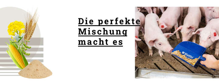 Blattin in der Praxis Schwein Familie Hirschenhauer Banner perfekte Mischung Blattin in der Praxis Schwein Familie Hirschenhauer Banner perfekte Mischung